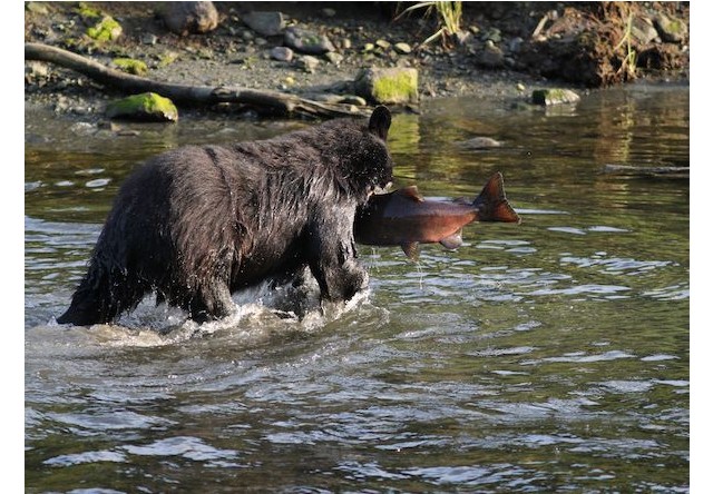 Photo of Black bear in Ketchikan eating salmon
